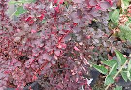 Attēlu rezultāti vaicājumam “Berberis thunbergii”