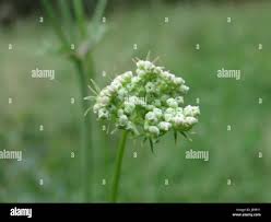 Attēlu rezultāti vaicājumam “Peucedanum oreoselinum flower”