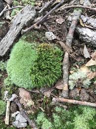 Attēlu rezultāti vaicājumam “Dicranum spurium”