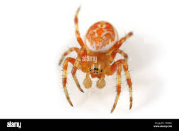 Attēlu rezultāti vaicājumam “Araniella male”