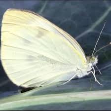 Attēlu rezultāti vaicājumam “Pieridae”