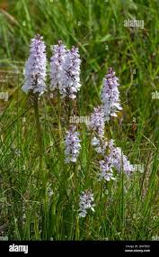 Attēlu rezultāti vaicājumam “Dactylorhiza maculata flower”