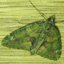 Attēlu rezultāti vaicājumam “Colostygia pectinataria female”