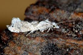 Attēlu rezultāti vaicājumam “Ypsolopha asperella”