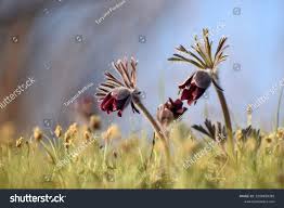 Attēlu rezultāti vaicājumam “Pulsatilla pratensis leaf”