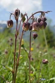 Attēlu rezultāti vaicājumam “Geum rivale leaf”