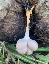 Attēlu rezultāti vaicājumam “Lycogala flavofuscum spores”