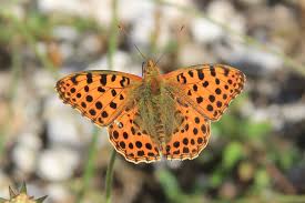 Attēlu rezultāti vaicājumam “Issoria lathonia upperside”