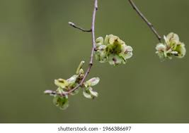 Attēlu rezultāti vaicājumam “Ulmus glabra flower”