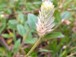 Attēlu rezultāti vaicājumam “Veronica agrestis flower”