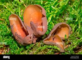 Attēlu rezultāti vaicājumam “Otidea bufonia”