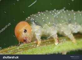 Attēlu rezultāti vaicājumam “Allantus cinctus”