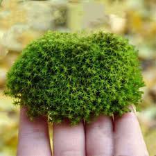 Attēlu rezultāti vaicājumam “Racomitrium canescens sporophyte”