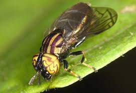 Attēlu rezultāti vaicājumam “Syrphidae”