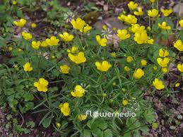 Attēlu rezultāti vaicājumam “Ranunculus auricomus leaf”