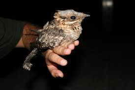 Image result for Caprimulgus ruficollis