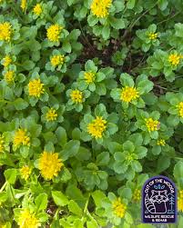 Attēlu rezultāti vaicājumam “Sedum aizoon flower”