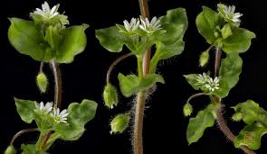 Attēlu rezultāti vaicājumam “Stellaria media flower”