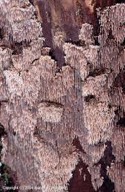 Attēlu rezultāti vaicājumam “Gloiodon strigosus”