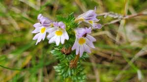 Image result for Euphrasia stricta