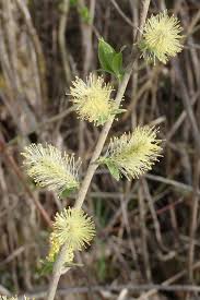 Attēlu rezultāti vaicājumam “Salix myrsinifolia”