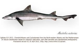 Image result for Mustelus asterias