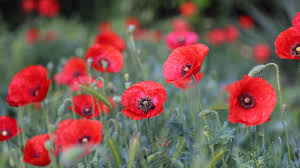 Attēlu rezultāti vaicājumam “Papaver”