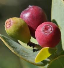 Attēlu rezultāti vaicājumam “Blysmus compressus fruit”