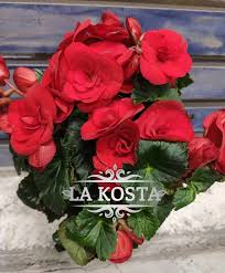 Image result for Бегония Элатиор 12х22 4601887072423