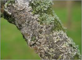 Attēlu rezultāti vaicājumam “Athelia arachnoidea”