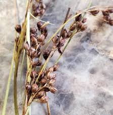 Attēlu rezultāti vaicājumam “Juncus gerardii leaf”