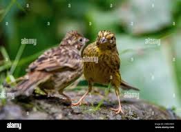 Attēlu rezultāti vaicājumam “Emberiza citrinella juvenile”