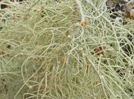 Attēlu rezultāti vaicājumam “Biatoropsis usnearum”