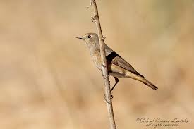 Attēlu rezultāti vaicājumam “Phoenicurus phoenicurus female”