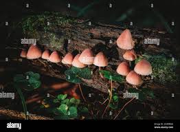 Attēlu rezultāti vaicājumam “Mycena haematopus”