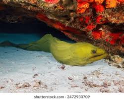 Image result for Gymnothorax funebris