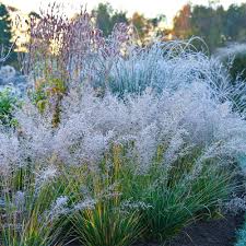Attēlu rezultāti vaicājumam “Molinia caerulea flower”