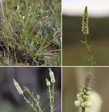Attēlu rezultāti vaicājumam “Polygalaceae”