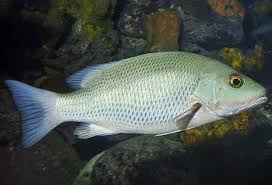 Image result for Lutjanus griseus