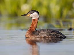 Image result for Podiceps grisegena
