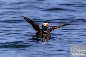 Image result for Fratercula cirrhata