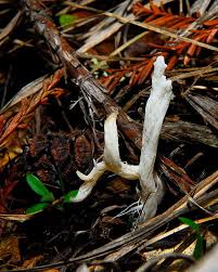Attēlu rezultāti vaicājumam “Clavulina rugosa”
