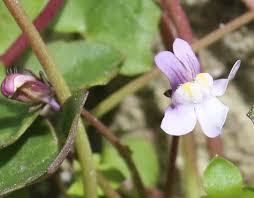 Attēlu rezultāti vaicājumam “Scrophulariaceae”