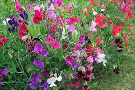 Attēlu rezultāti vaicājumam “Lathyrus”