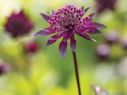 Attēlu rezultāti vaicājumam “Astrantia major leaf”