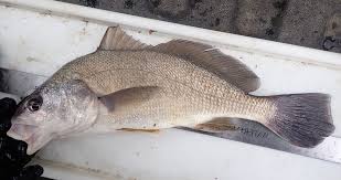 Image result for Aplodinotus grunniens