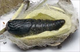 Attēlu rezultāti vaicājumam “Malacosoma neustria larva”