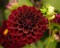 Image result for Dahlia x pinnata `Pompon Lilliput`