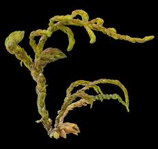 Attēlu rezultāti vaicājumam “Anomodon attenuatus”