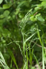 Attēlu rezultāti vaicājumam “Poa remota”